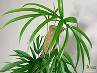 philodendron-zippelianum