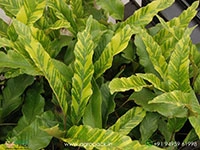 pyrrosia-lingua-variegata-fern