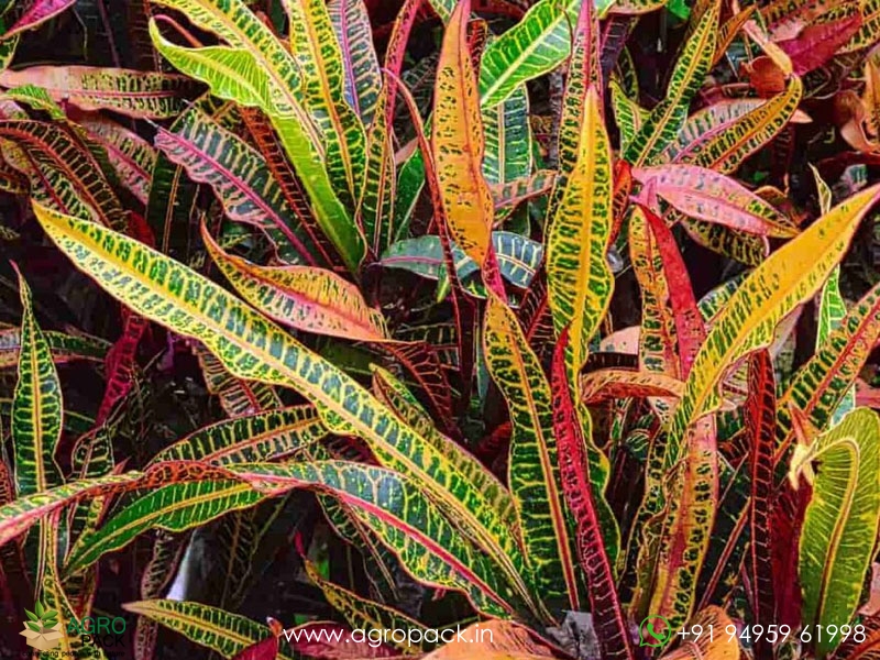 10-Varieties-of-Croton1