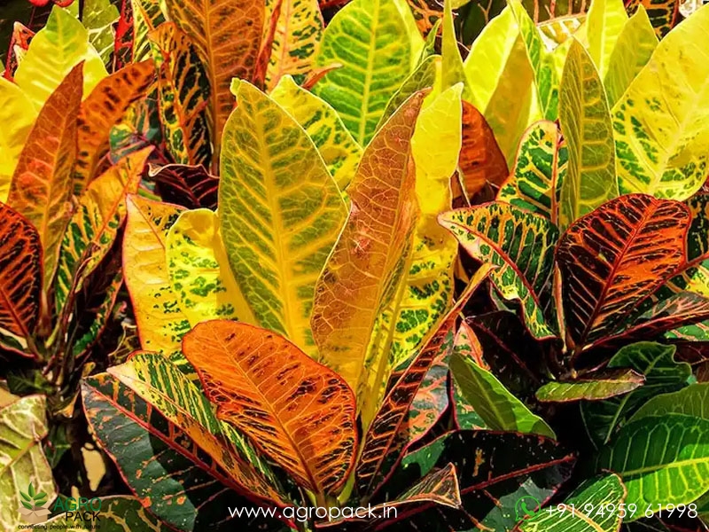 10-Varieties-of-Croton2