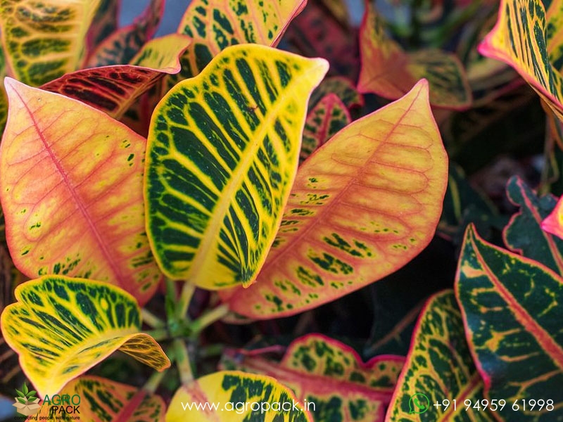 10-Varieties-of-Croton4