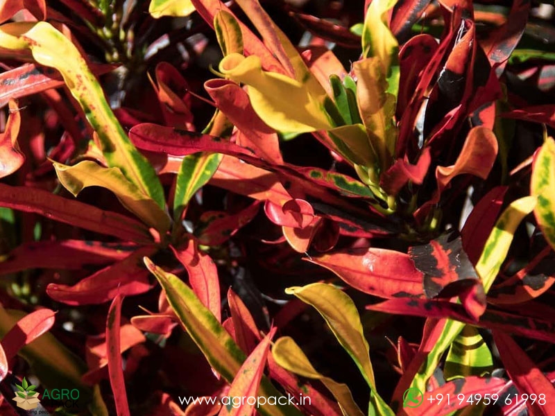 10-Varieties-of-Croton5