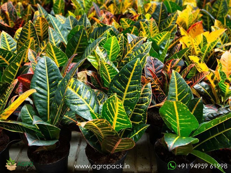 10-Varieties-of-Croton6