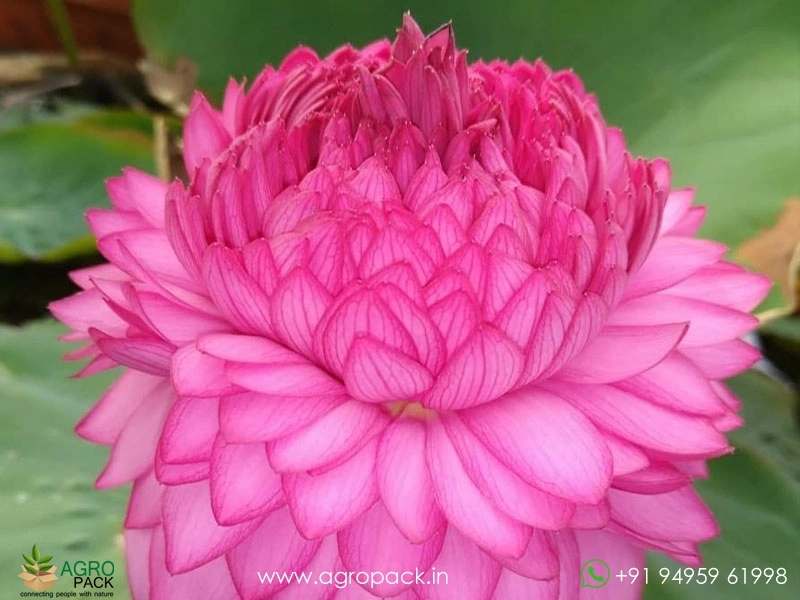 1000-Petal-Lotus2