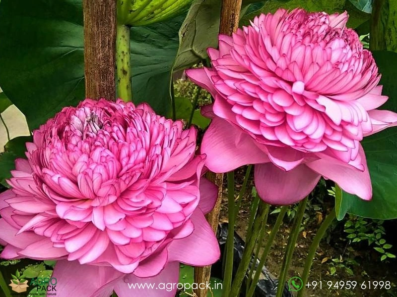 1000-Petal-Lotus3