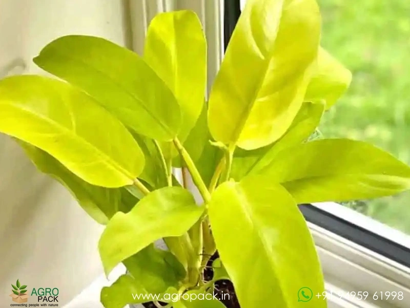 12-Varieties-of-Philodendron-Top-Cuttings10