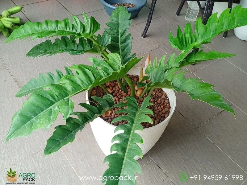 12-Varieties-of-Philodendron-Top-Cuttings11