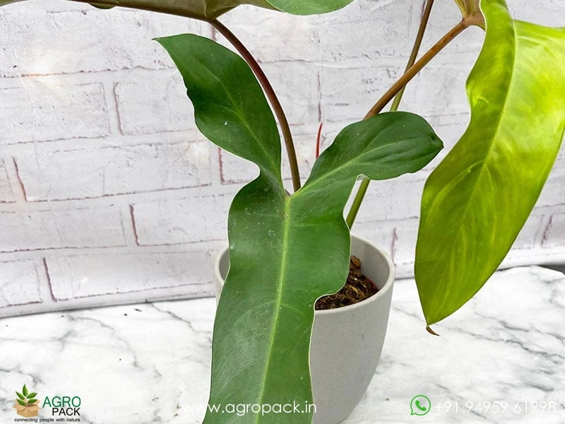 12-Varieties-of-Philodendron-Top-Cuttings12