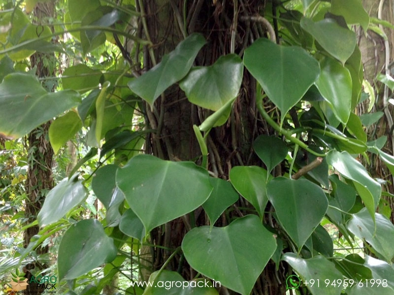 12-Varieties-of-Philodendron-Top-Cuttings13