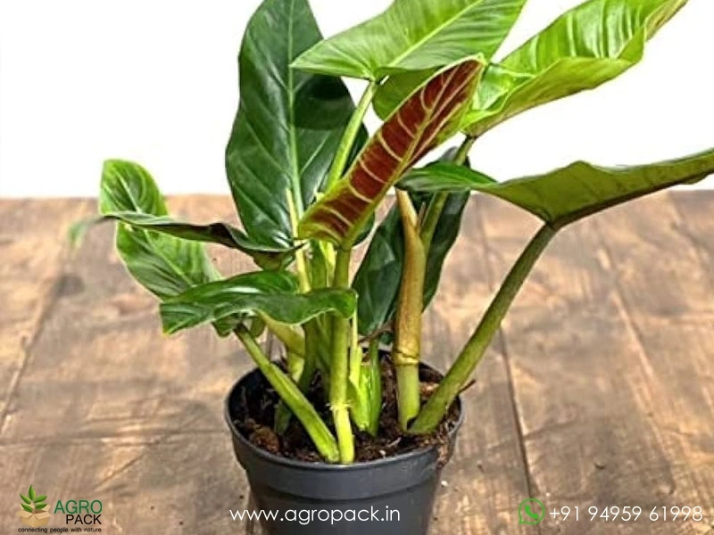 12-Varieties-of-Philodendron-Top-Cuttings2