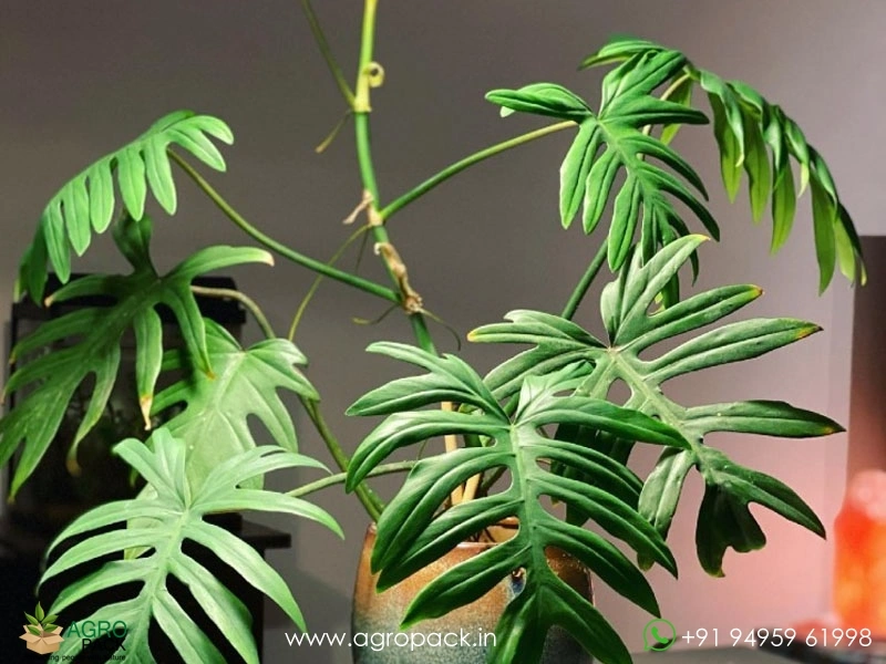 12-Varieties-of-Philodendron-Top-Cuttings3