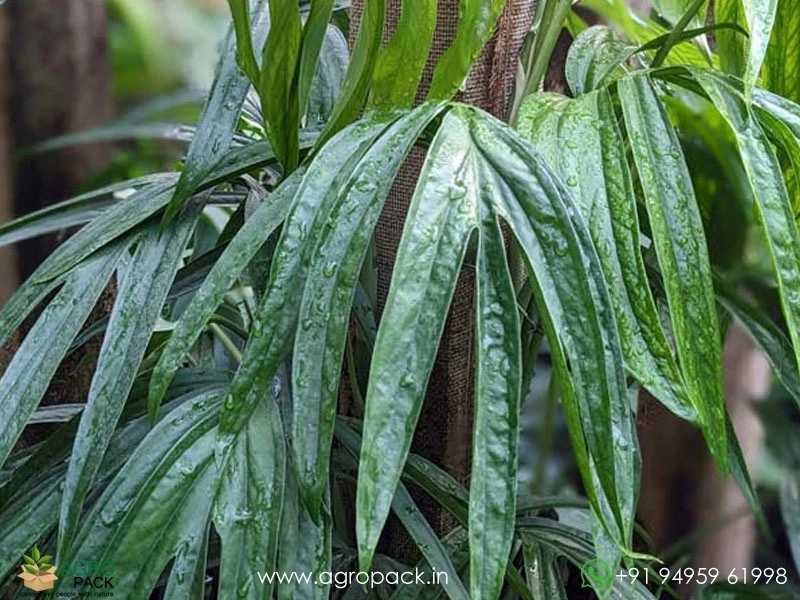 12-Varieties-of-Philodendron-Top-Cuttings5
