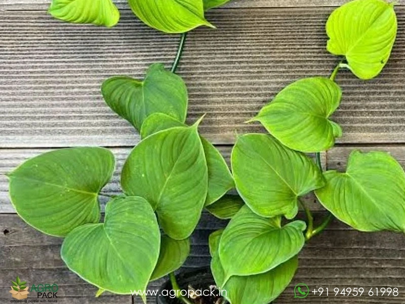 12-Varieties-of-Philodendron-Top-Cuttings6
