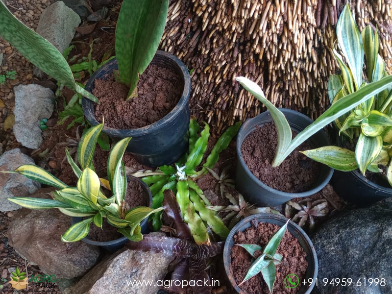 15-Different-Varieties-of-Sansevieria1