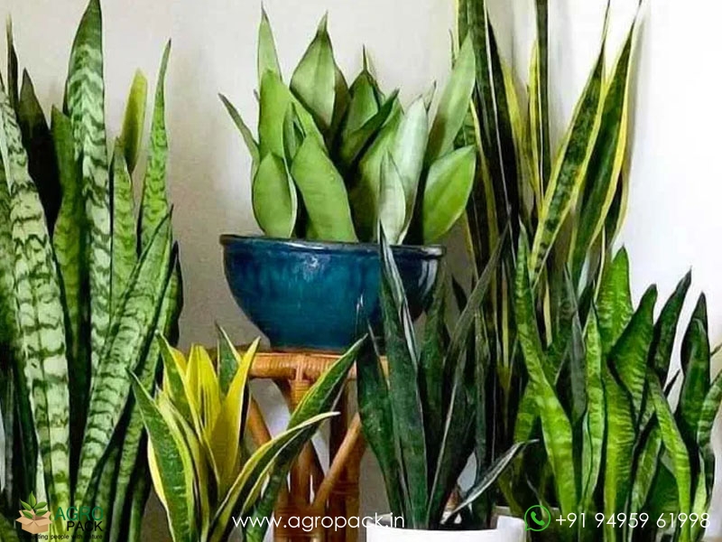 15-Different-Varieties-of-Sansevieria10