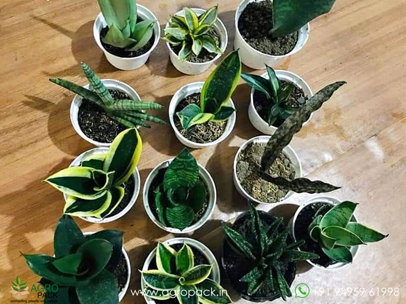 15-Different-Varieties-of-Sansevieria11