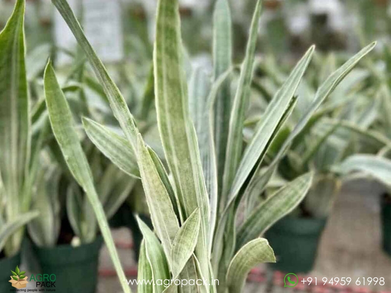 15-Different-Varieties-of-Sansevieria2