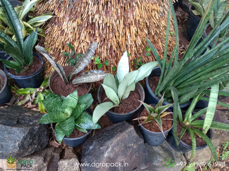 15-Different-Varieties-of-Sansevieria3
