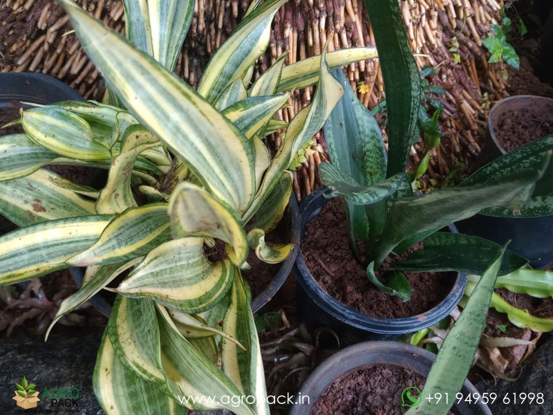 15-Different-Varieties-of-Sansevieria4
