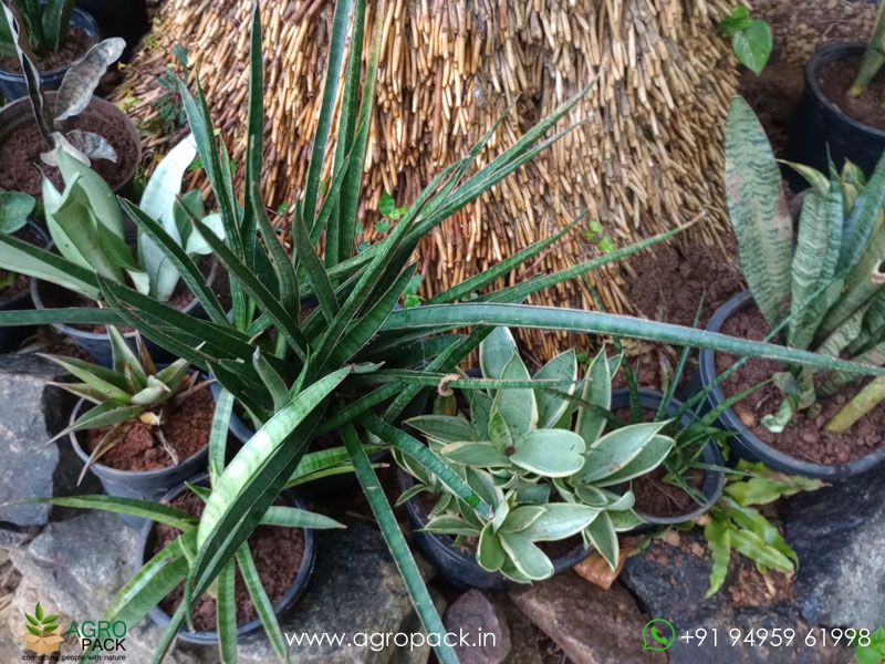 15-Different-Varieties-of-Sansevieria5