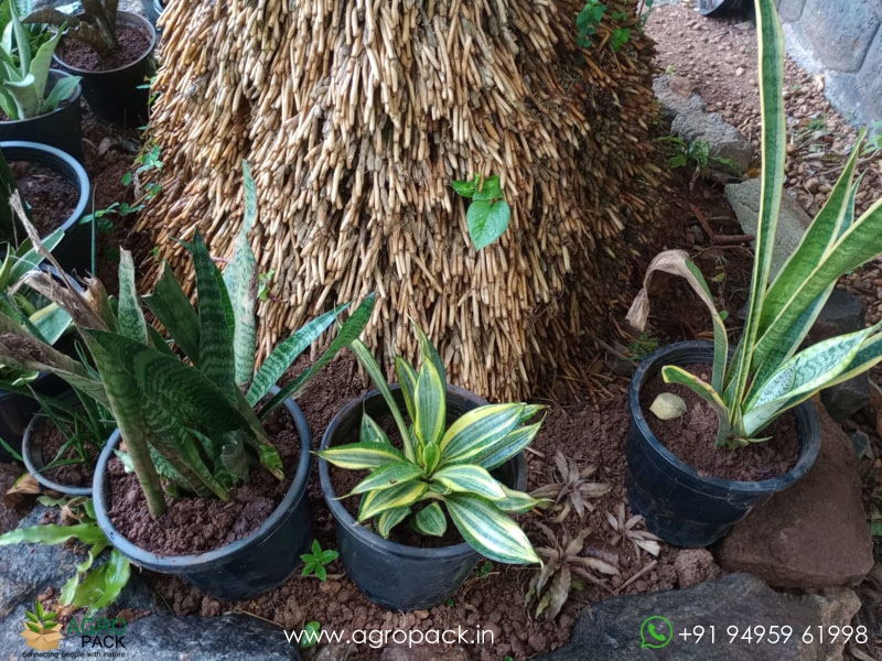 15-Different-Varieties-of-Sansevieria6