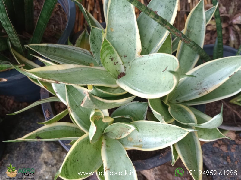 15-Different-Varieties-of-Sansevieria7