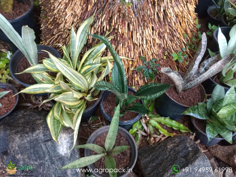 15-Different-Varieties-of-Sansevieria8