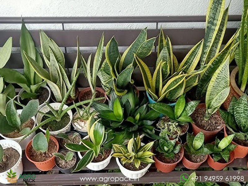 15-Different-Varieties-of-Sansevieria9
