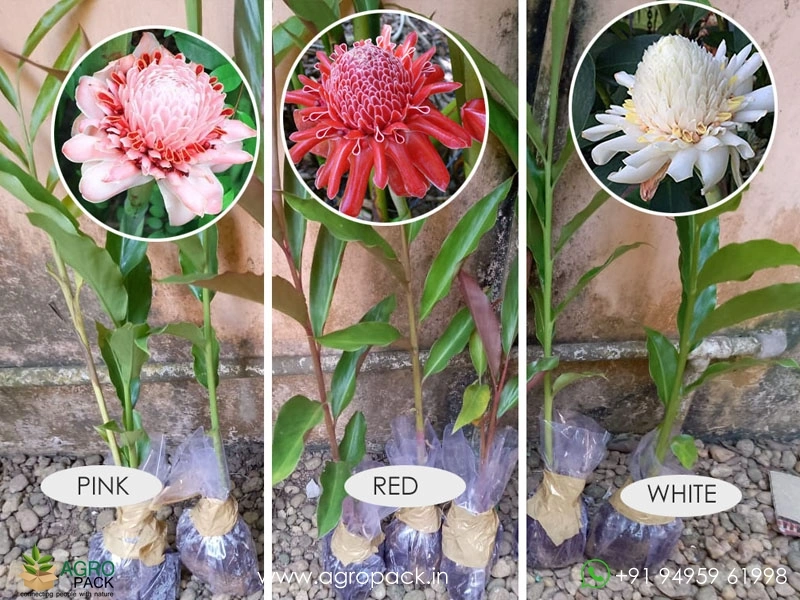 3-Varieties-of-Torch-Ginger3