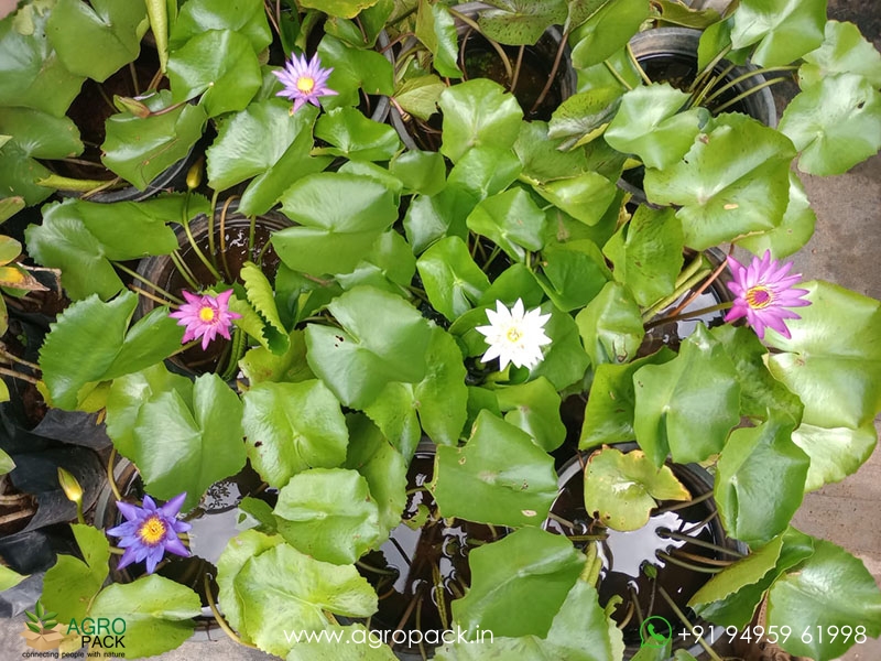 4-Varieties-Of-Water-Lilies1