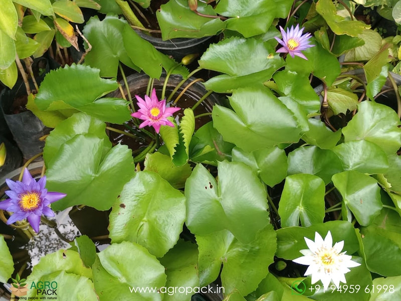 4-Varieties-Of-Water-Lilies3