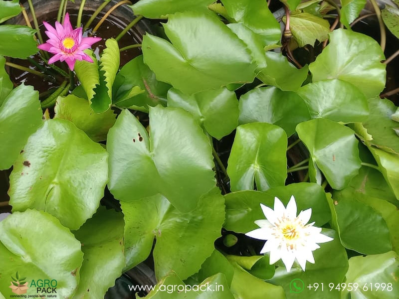 4-Varieties-Of-Water-Lilies4