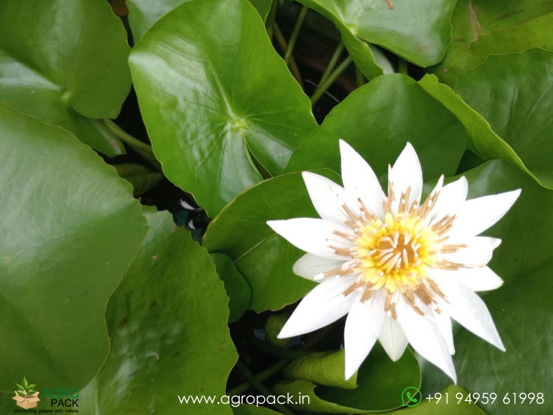 4-Varieties-Of-Water-Lilies5