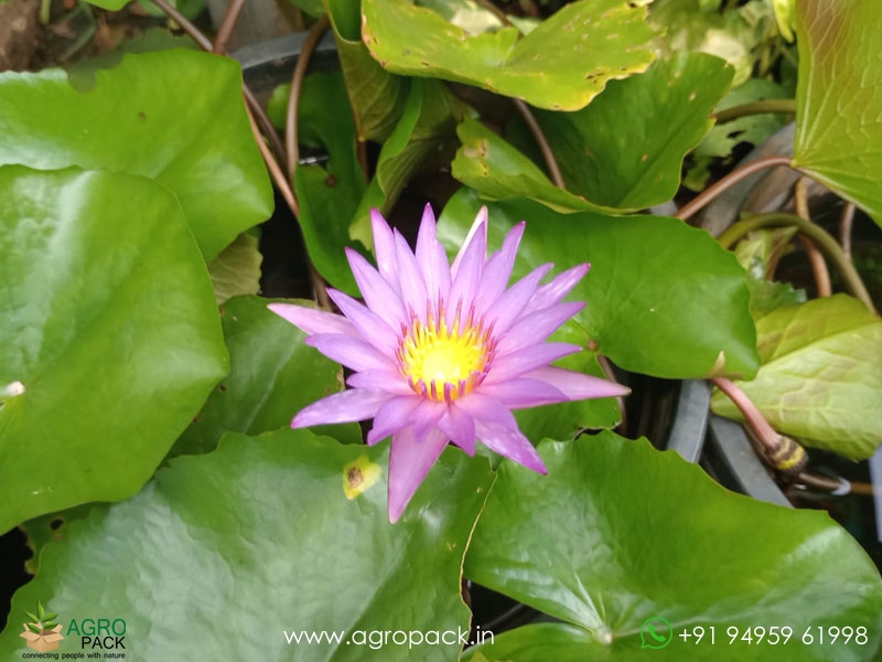 4-Varieties-Of-Water-Lilies6