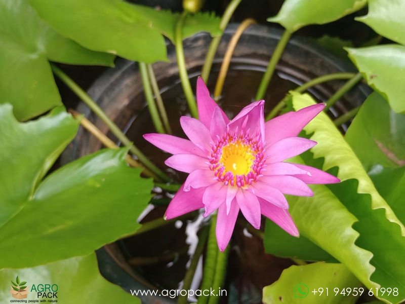 4-Varieties-Of-Water-Lilies7