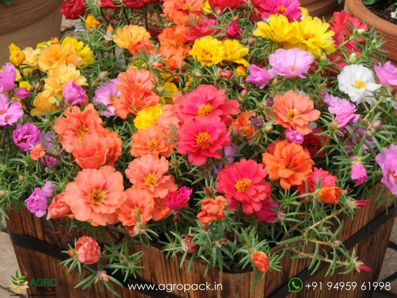 60+-Portulaca,-10-O-Clock-Varieties2