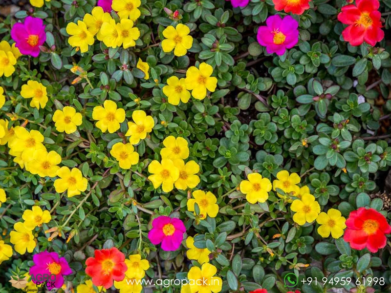 60+-Portulaca,-10-O-Clock-Varieties3