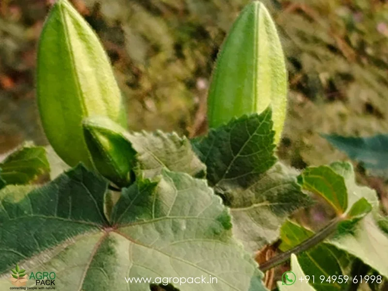 Abelmoschus-moschatus-Kasturi-bhindi1