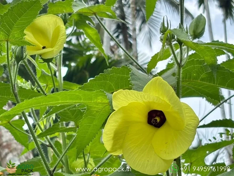 Abelmoschus-moschatus-Kasturi-bhindi2