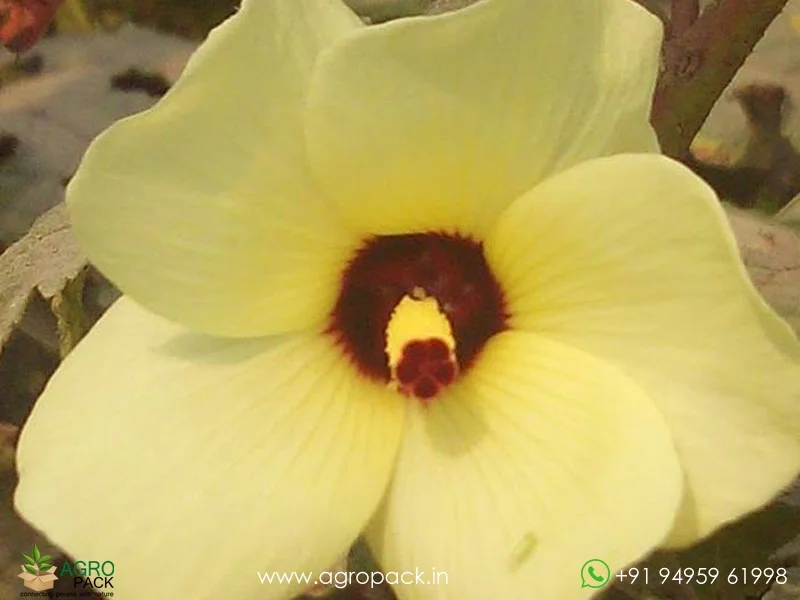 Abelmoschus-moschatus-Kasturi-bhindi3