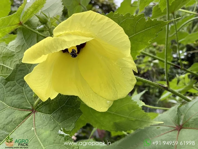 Abelmoschus-moschatus-Kasturi-bhindi4