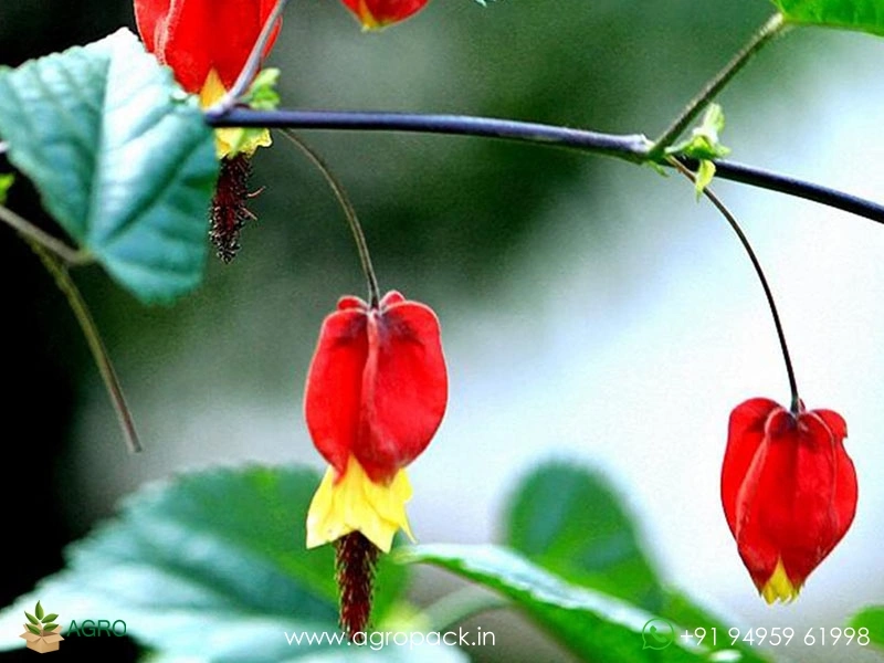 Abutilon-megapotamicum3