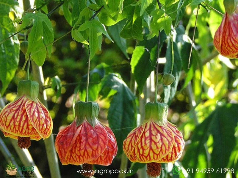 Abutilon-pictum1