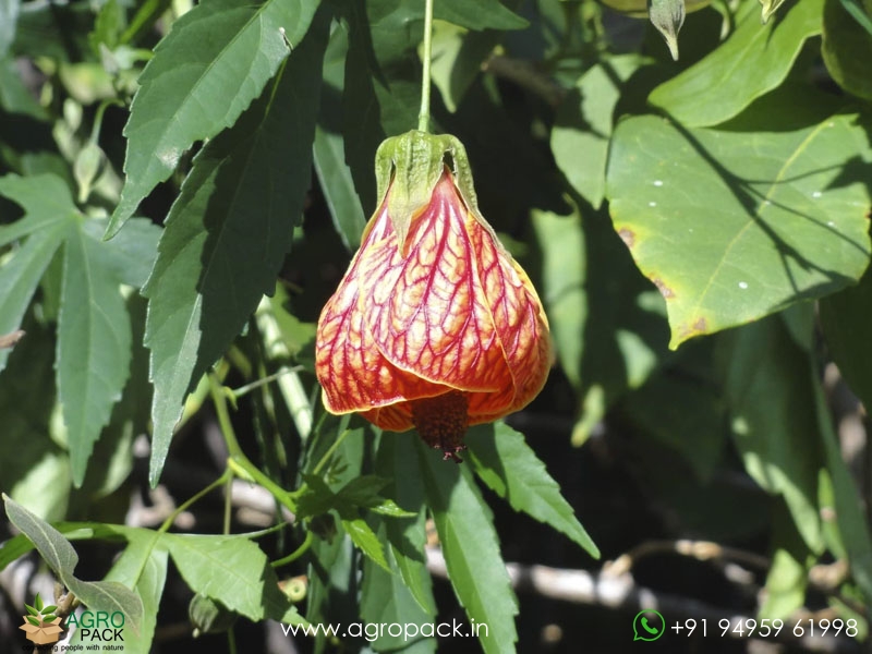 Abutilon-pictum2