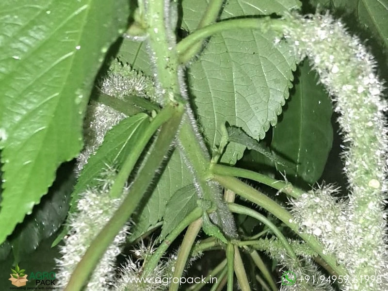 Acalypha-Cat-Tail-White1