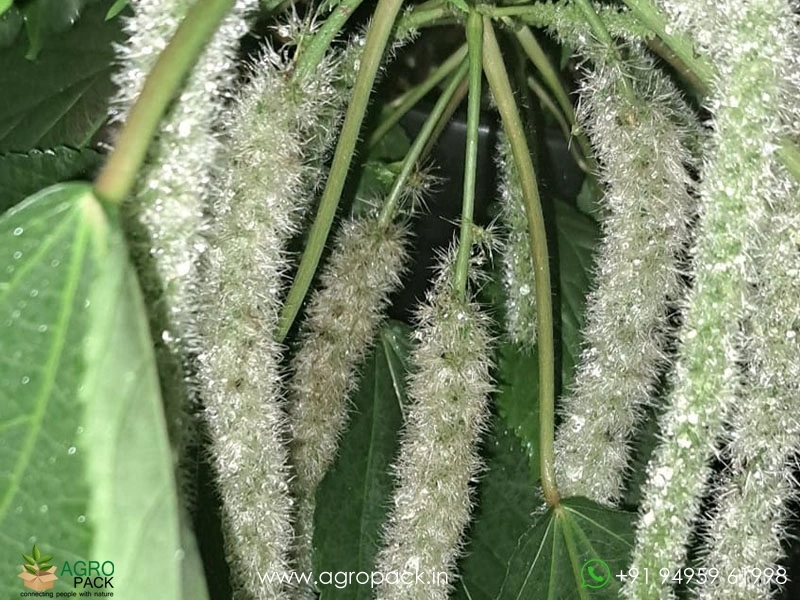 Acalypha-Cat-Tail-White2