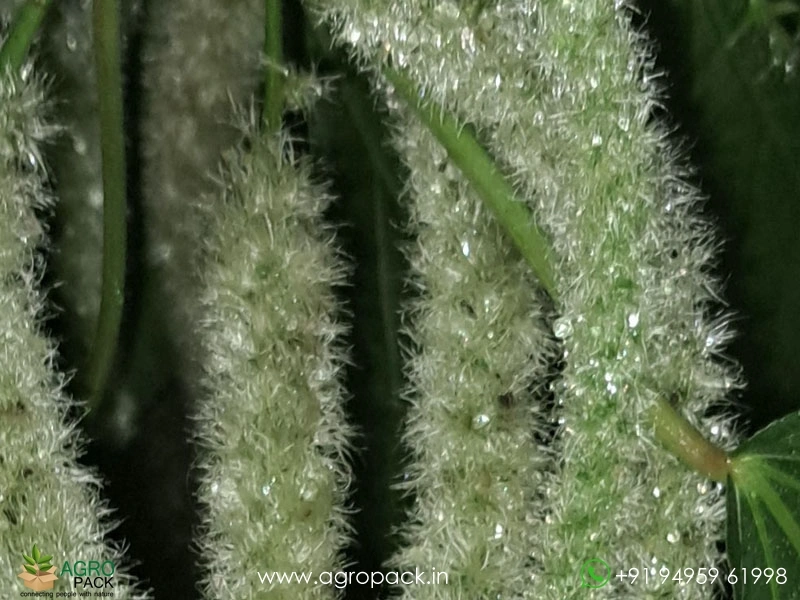 Acalypha-Cat-Tail-White3