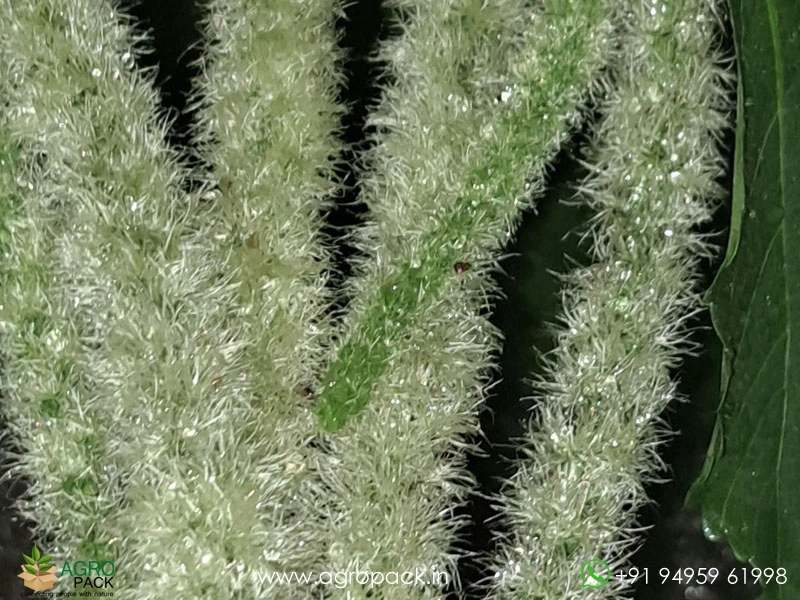 Acalypha-Cat-Tail-White4