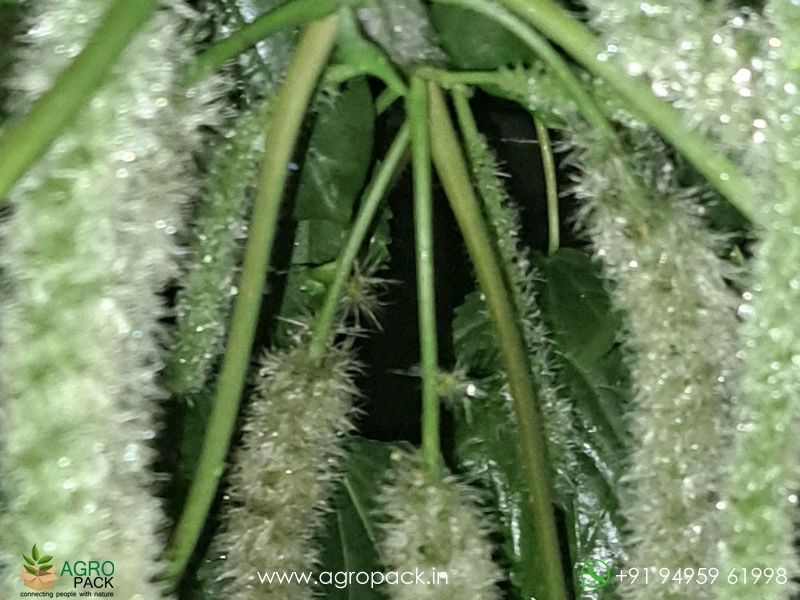 Acalypha-Cat-Tail-White5