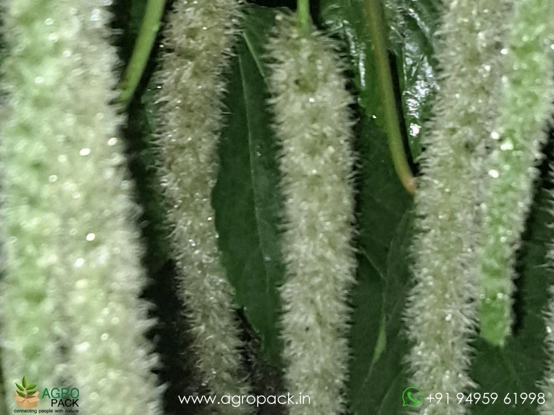 Acalypha-Cat-Tail-White6